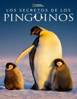Los secretos de los pingüinos serie castellano